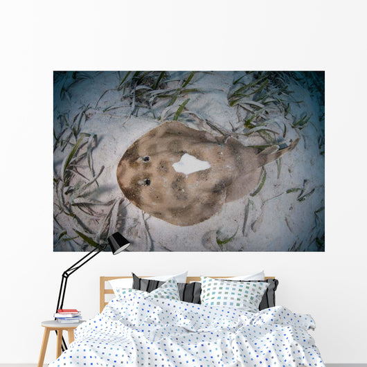 Electric Ray Seafloor Turneffe Wall Decal Design 5