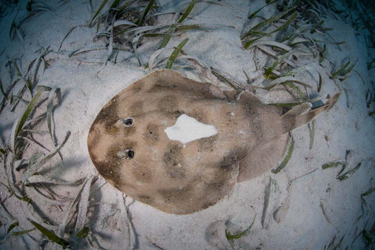 Electric Ray Seafloor Turneffe Wall Decal Design 5