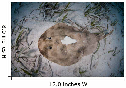 Electric Ray Seafloor Turneffe Wall Decal Design 5