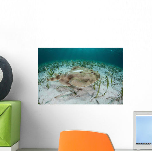 Electric Ray Seafloor Turneffe Wall Decal Design 4