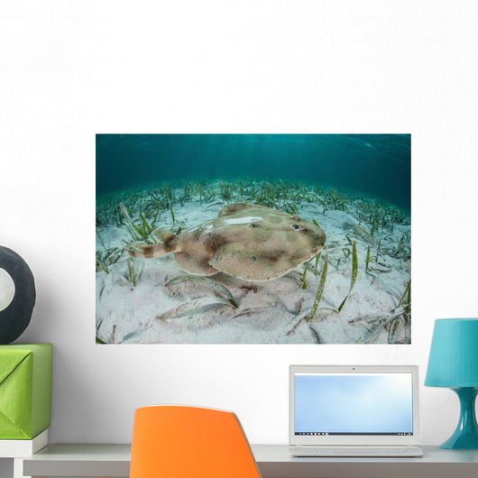 Electric Ray Seafloor Turneffe Wall Decal Design 4