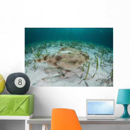 Electric Ray Seafloor Turneffe Wall Decal Design 4
