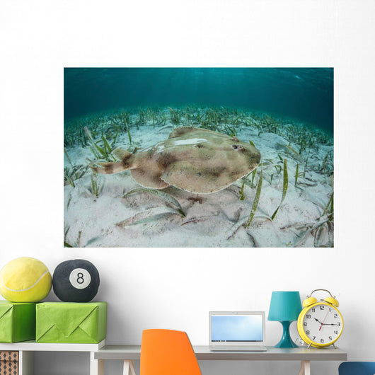 Electric Ray Seafloor Turneffe Wall Decal Design 4