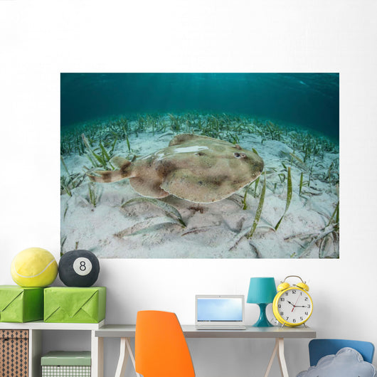 Electric Ray Seafloor Turneffe Wall Decal Design 4