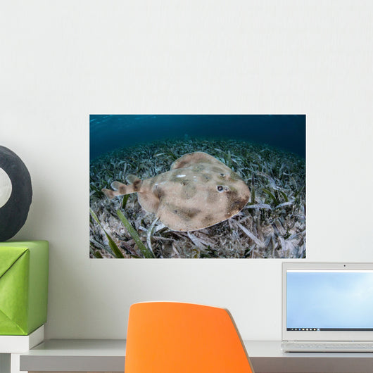 Electric Ray Seafloor Turneffe Wall Decal Design 3