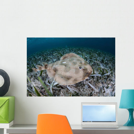 Electric Ray Seafloor Turneffe Wall Decal Design 3