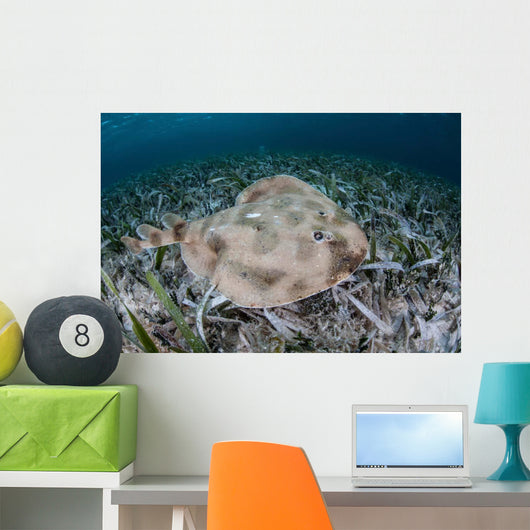 Electric Ray Seafloor Turneffe Wall Decal Design 3