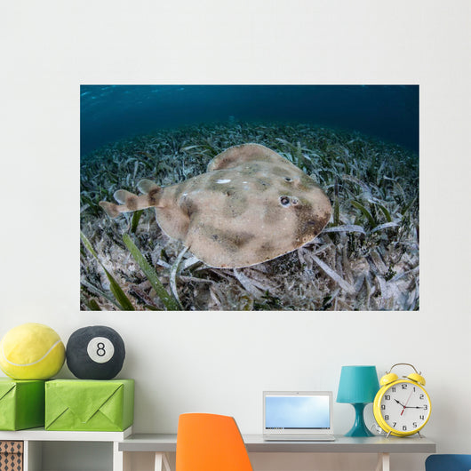 Electric Ray Seafloor Turneffe Wall Decal Design 3