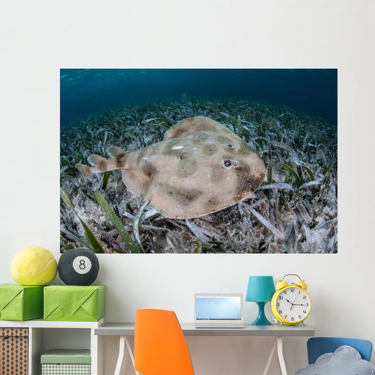 Electric Ray Seafloor Turneffe Wall Decal Design 3