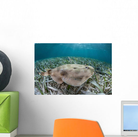 Electric Ray Seafloor Turneffe Wall Decal Design 2