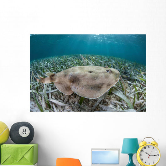 Electric Ray Seafloor Turneffe Wall Decal Design 2