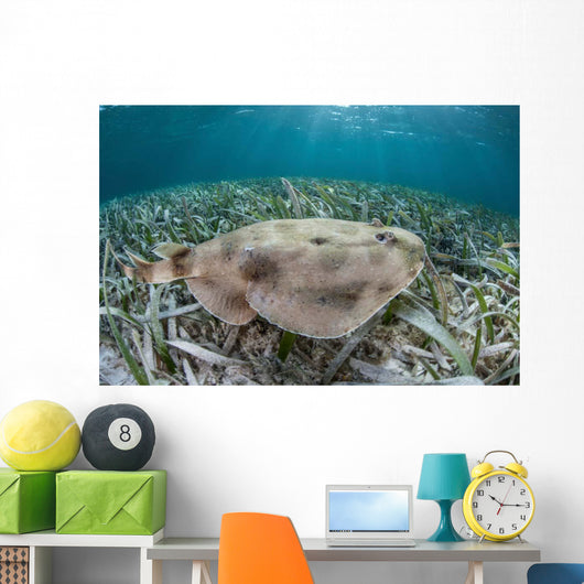 Electric Ray Seafloor Turneffe Wall Decal Design 2