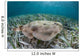 Electric Ray Seafloor Turneffe Wall Decal Design 2