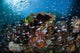 Colorful Coral Reef Is Wall Decal Design 5