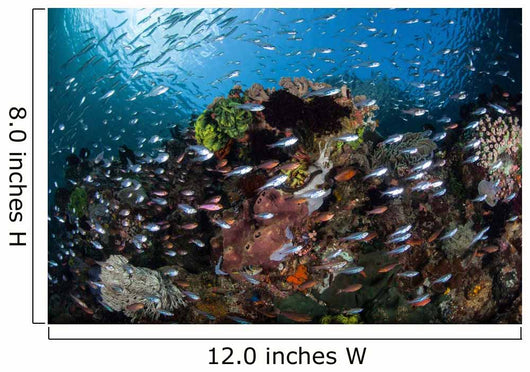 Colorful Coral Reef Is Wall Decal Design 5