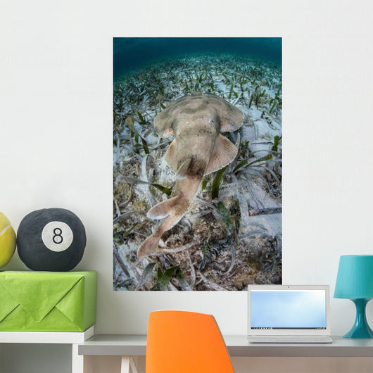 Electric Ray Seafloor Turneffe Wall Decal Design 1