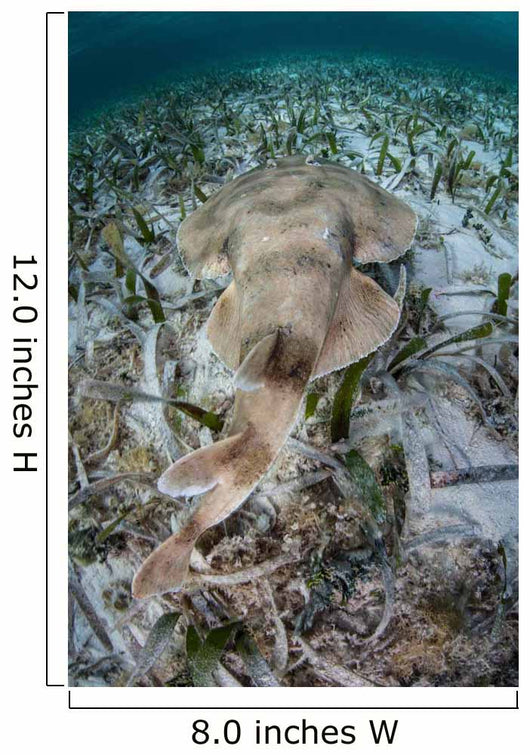 Electric Ray Seafloor Turneffe Wall Decal Design 1