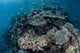Colorful Coral Reef Is Wall Decal Design 4