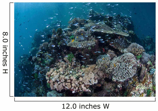 Colorful Coral Reef Is Wall Decal Design 4