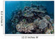 Colorful Coral Reef Is Wall Decal Design 4
