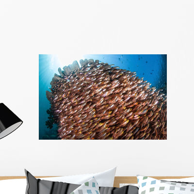 School Golden Sweepers Komodo Wall Decal shown on a wall