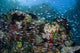Colorful Coral Reef Is Wall Decal Design 3