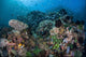 Colorful Coral Reef Is Wall Decal Design 2