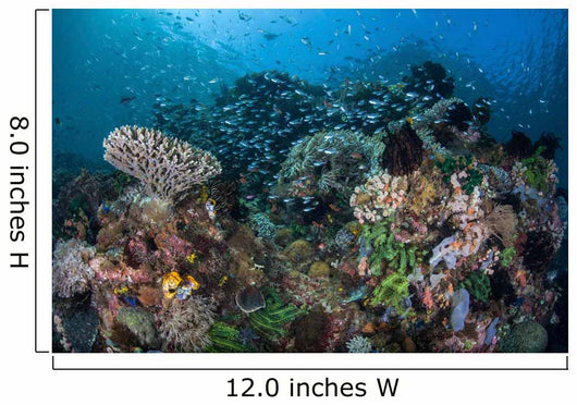 Colorful Coral Reef Is Wall Decal Design 2