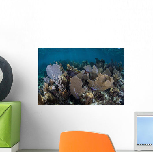Gorgonians Grow Shallow Water Wall Decal Design 2