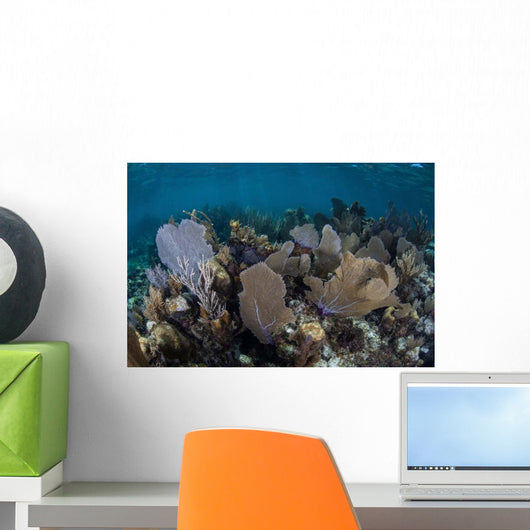 Gorgonians Grow Shallow Water Wall Decal Design 2