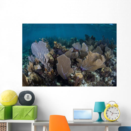 Gorgonians Grow Shallow Water Wall Decal Design 2