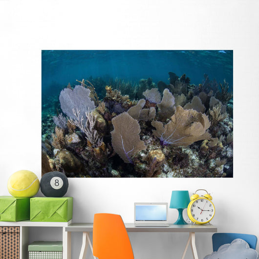 Gorgonians Grow Shallow Water Wall Decal Design 2