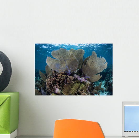 Gorgonians Grow Shallow Water Wall Decal Design 1