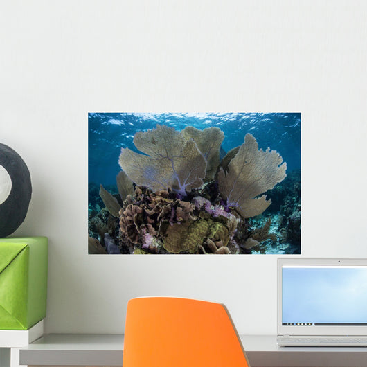 Gorgonians Grow Shallow Water Wall Decal Design 1