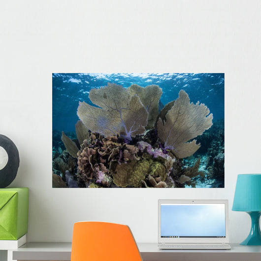 Gorgonians Grow Shallow Water Wall Decal Design 1