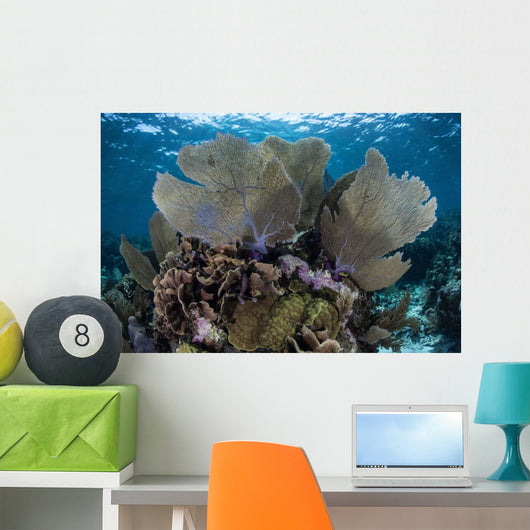 Gorgonians Grow Shallow Water Wall Decal Design 1