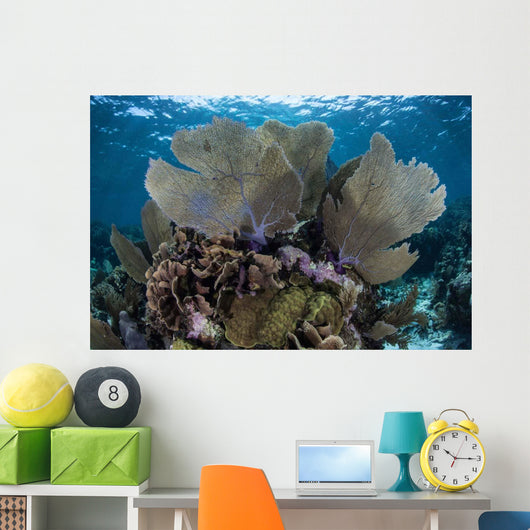 Gorgonians Grow Shallow Water Wall Decal Design 1