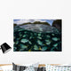 School Large Damselfish Palau's Wall Decal