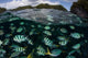 School Large Damselfish Palau's Wall Decal