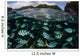 School Large Damselfish Palau's Wall Decal