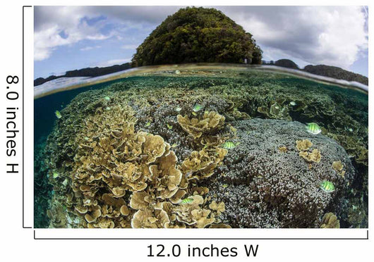 Reef-building Corals Grow inside Wall Decal