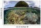 Reef-building Corals Grow inside Wall Decal
