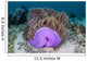 Magnificent Sea Anemone Grows Wall Decal