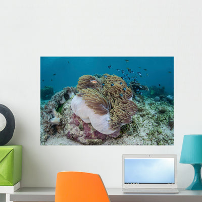 Magnificent Sea Anemone Hosts Wall Decal shown on a wall
