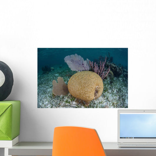 Brain Coral and Gorgonians Wall Decal Design 2