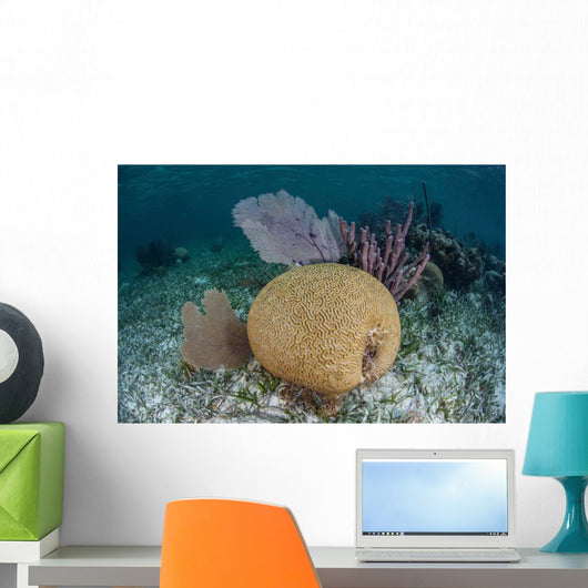 Brain Coral and Gorgonians Wall Decal Design 2