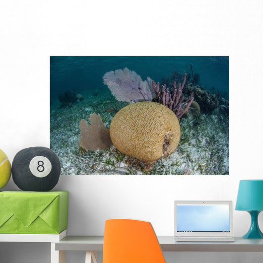 Brain Coral and Gorgonians Wall Decal Design 2