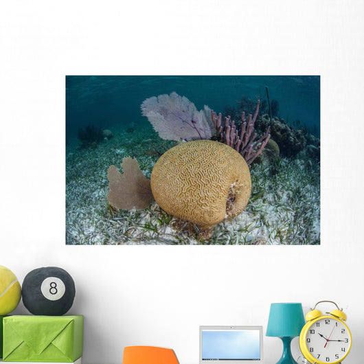 Brain Coral and Gorgonians Wall Decal Design 2