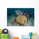 Brain Coral and Gorgonians Wall Decal Design 2