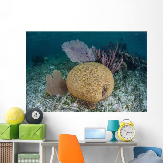 Brain Coral and Gorgonians Wall Decal Design 2